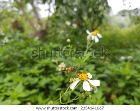 interrelation between bee and flower