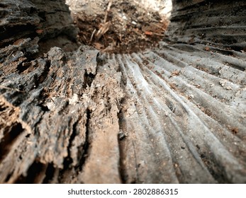 Interrior view of a hollowed old tree log showing natural wood patterns