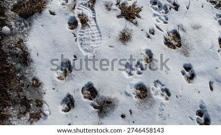 Intersecting human boot prints and wild animal tracks in fresh snow. A detailed winter wildlife trail showcasing animal and human passage. winter background.
