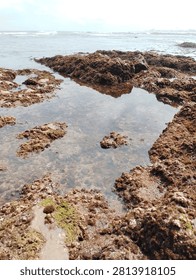 ​Coastal Intertidal Zone Ecosystem at Low Tide
​Natural Rocky Shoreline and Marine Algae Habitat
​Coastal Biodiversity: Brown Macroalgae and Tidal Pools
​
A detailed series of photographs capturing the natural beauty and complexity of the intertidal zone during low tide. The images showcase rocky coastal formations covered in diverse brown macroalgae, forming vital tidal pools that sustain marine biodiversity along the shoreline