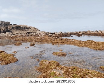 ​Coastal Intertidal Zone Ecosystem at Low Tide
​Natural Rocky Shoreline and Marine Algae Habitat
​Coastal Biodiversity: Brown Macroalgae and Tidal Pools
​
A detailed series of photographs capturing the natural beauty and complexity of the intertidal zone during low tide. The images showcase rocky coastal formations covered in diverse brown macroalgae, forming vital tidal pools that sustain marine biodiversity along the shoreline