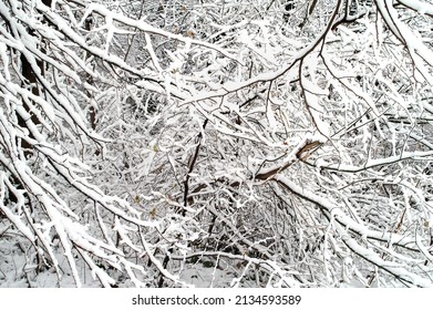 Intertwined branches of trees under the snow 