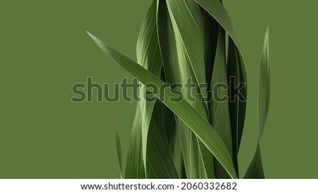 intertwined green leaves of a plant on a green background, symbol of health, source or template