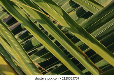Intertwined green palm leaves background, nature geometry