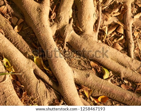 Inter-twined roots on ground at golden hour