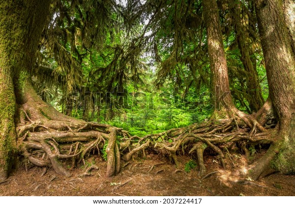 Intertwined\
roots of twol old trees in the Hoh\
rainforest
