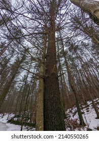 intertwined trees. Found in the forest of Northern Ontario Canada 