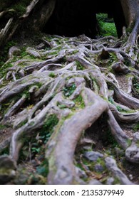 The intertwined twisted of trees branches and roots beautiful nature