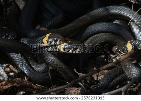 lot of intertwining black snakes in forest basking in warm rays of sun, close-up