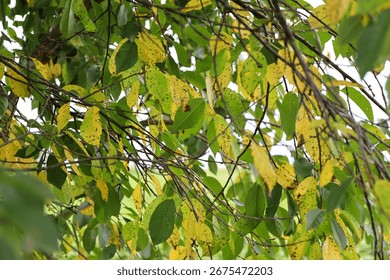An intertwining of branches and leaves that are beginning to turn yellow with characteristic dark spots. This shot conveys the atmosphere of early autumn and the transition from summer.