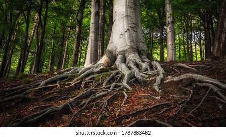 intertwining roots of a tree trunk, forest scene - Powered by Shutterstock