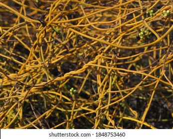 Inter-twining shoots of the dodder vine, in Australia
