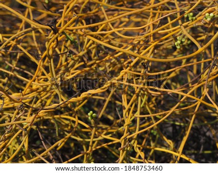 Inter-twining shoots of the dodder vine, in Australia
