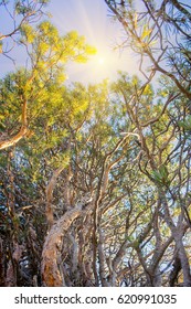 Intertwining of trunks and branches of pine. Pine tree had fungal disease. Illuminated by sun at sunset on bark. Lateral shoot