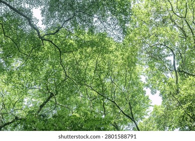 Interwoven branches and fine foliage create a luminous green ceiling, suitable for shade, tranquility, forest bathing, wellness, and environmental design themes
