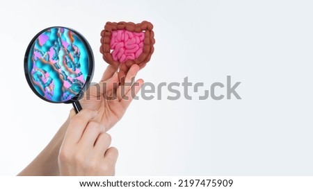 Intestinal tract in human hand. Magnifying glass bowel model. Caring for health of digestive system. Hands with intestines isolated on white. Study of digestive system. Intestinal tract microflora