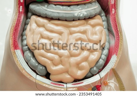 Intestine or bowel human anatomy model for study education medical course.