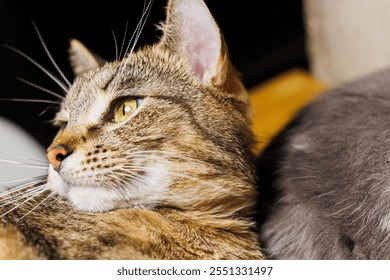 An intimate close-up of a cats nose and fur, highlighting intricate textures and soft whiskers. - Powered by Shutterstock