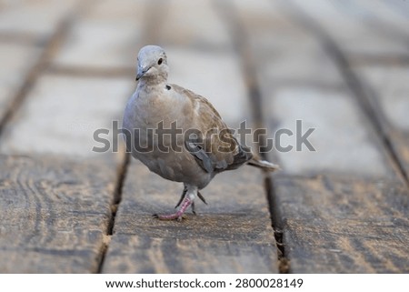 An intimate front-angle shot of a Eurasian collared dove confidently stepping towards the camera on a rustic wooden surface. The shallow depth of field perfectly isolates the bird, emphasizing its expressive eye and the graceful texture of its plumage.