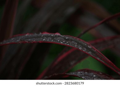 intimate horizontal macro photograph emphasizing the elegant curve of a red Cordyline leaf resting under heavy raindrops. The rich contrast between the dark leaf surface and shimmering water drops creates a tranquil, atmospheric botanical visual.