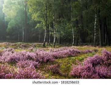 Intimate image of beautiful sunlight shining on flowering heather at the edge of a birch wood after the rain, Hulshorsterheide, Nuspeet, Veluwe - Powered by Shutterstock