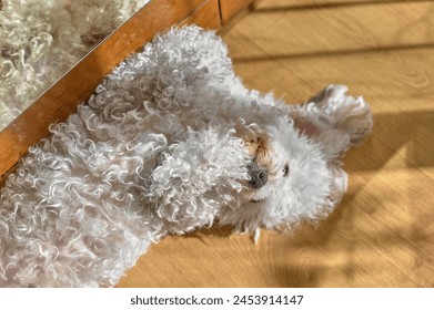 Intimate image of a Maltese bichon resting, illuminated by a natural light that enhances its color.
