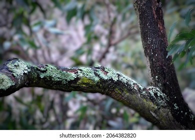 An Intimate Landscape Of A Tree Branch In The Wonthaggi Wetlands Conservation Park.