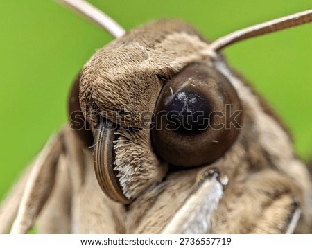An intimate look at a lepidopteran's profile. This shot perfectly captures the 'pseudopupil' effect within the compound eye and the specialized scales that give moths their characteristic fuzzy appearance. The visible segment of the antenna and the curve of the palps add to the anatomical richness of the composition
