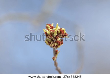 Intimate macro view of bud cluster with redtipped stamens, textured surfaces, cool blue background, scientific mood, floral anatomy focus, highresolution photography