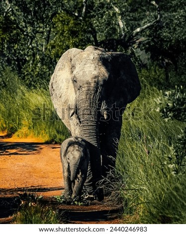 An intimate moment captured in the wild, featuring an adult elephant and its calf ambling along a forest path, bathed in dappled sunlight, highlighting the gentle giants’ majestic presence in their