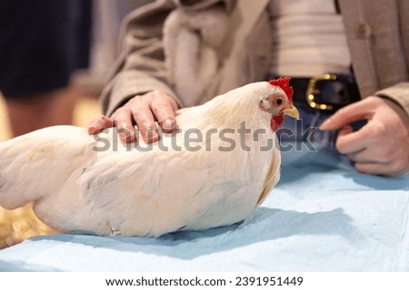 Intimate Moment with Poultry at Agricultural Show, Human-Animal Connection on Display