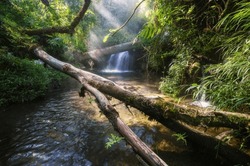 Intimate Moody View Of Waterfall Deep Inside Rainforest. Waterfall River Fallen Tree Scene