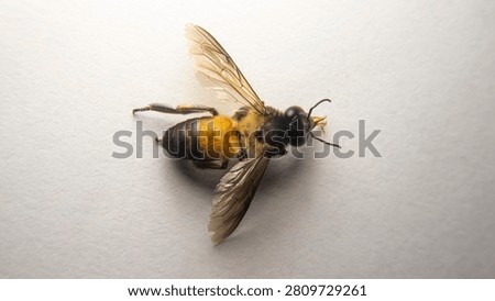 An intimate top-down macro focusing on the intricate details of Apis dorsata's dorsal surface with plumose hairs and fine transverse ridges across each abdominal tergite