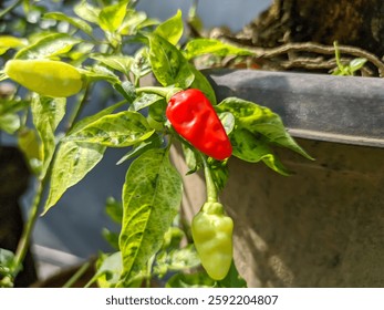An intimate view reveals a vibrant array of chili peppers, exhibiting a wide range of morphological characteristics and textures, and suggesting a significant level of pungency.