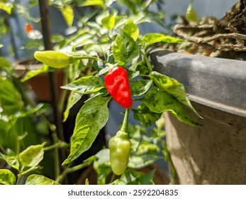 An intimate view reveals a vibrant array of chili peppers, exhibiting a wide range of morphological characteristics and textures, and suggesting a significant level of pungency.