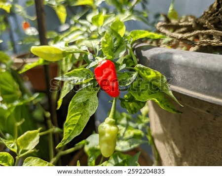 An intimate view reveals a vibrant array of chili peppers, exhibiting a wide range of morphological characteristics and textures, and suggesting a significant level of pungency.