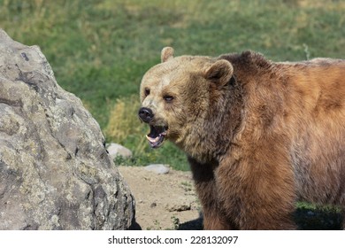 Intimidating Brown Bear 