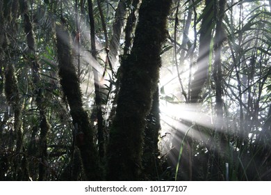 Into The Jungle, Gunung Mulu National Park