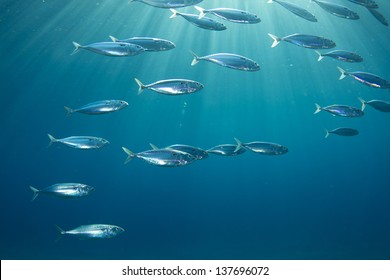 Into The Sunlight / Fish School Of Indian Mackerel Swimming Under The Sunlight In The Red Sea, Egypt.