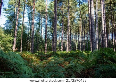 Into the woods - Sherwood Forest
