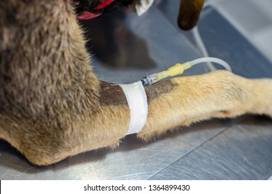 Intravenous Catheter Images, Stock Photos & Vectors | Shutterstock