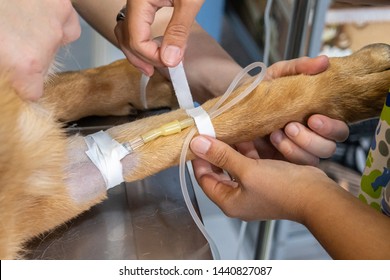 Intravenous Catheter Images, Stock Photos & Vectors | Shutterstock