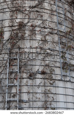 Intricacy of vines on a silo