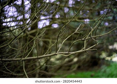 Intricate bare tree branches with soft circular bokeh background in natural forest setting