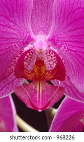 The intricate center portion of a bright pink Phalenopsis orchid