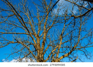 intricate crown of a large leafless tree with brown bark covered in moss expanding its textured branches against a clear bright blue spring sky
