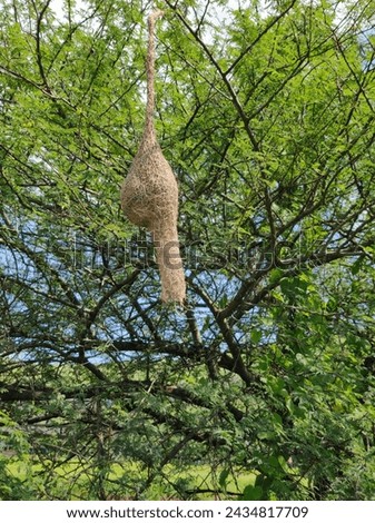 The intricate and ingenious nest of the Baya Weaver bird is a marvel of avian architecture. Constructed primarily by the male weaver during the breeding season.