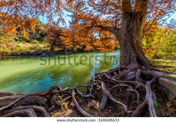 Intricate\
Intertwined Cypress Tree Roots with Beautiful Fall Foliage on the\
River at Guadalupe State Park,\
Texas