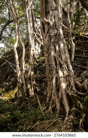 The intricate light colored tree trunks of mature strangler figs (Ficus craterostoma) growing along a small ridge in the subtropical riverine forest at Phophonyane Falls eco-lodge in Eswatini.