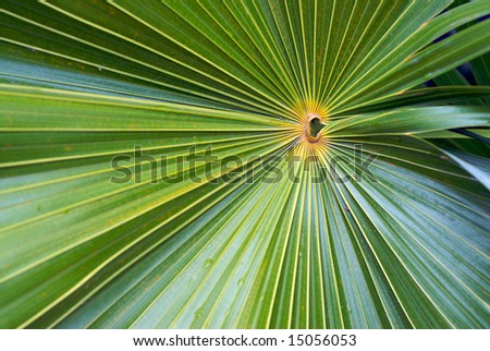 The intricate lines and patterns contained within a palm leaf